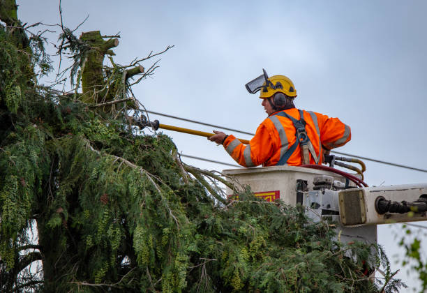 South Creek, WA Tree Care Company