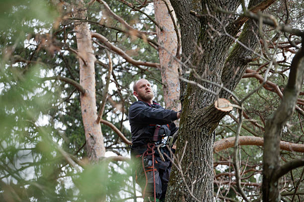 Best Tree Cabling and Bracing  in South Creek, WA